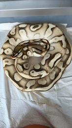 Ball python, Dieren en Toebehoren, Slang