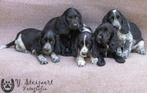 Engelse cocker pups, beide ouders zijn hier aanwezig, België, CDV (hondenziekte), 8 tot 15 weken, Teef