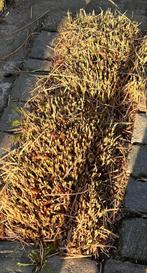 Siergrassen, Jardin & Terrasse, Plantes | Jardin, Été, Enlèvement, Graminées ornementales, Plante fixe