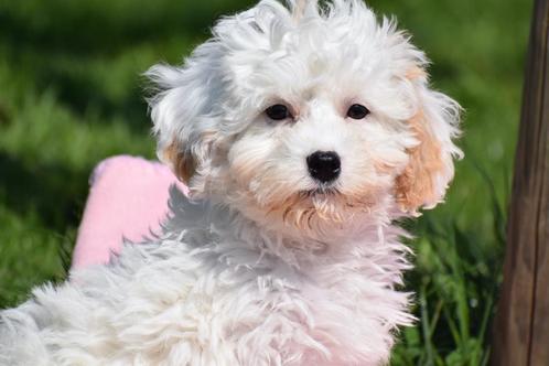 Cavapoo pups keuze uit 2 nestjes, Dieren en Toebehoren, Honden | Chihuahua's en Gezelschapshonden, Overige rassen, Fokker | Professioneel