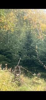 Kerstbomen, Tuin en Terras, Planten | Bomen, Ophalen, Overige soorten