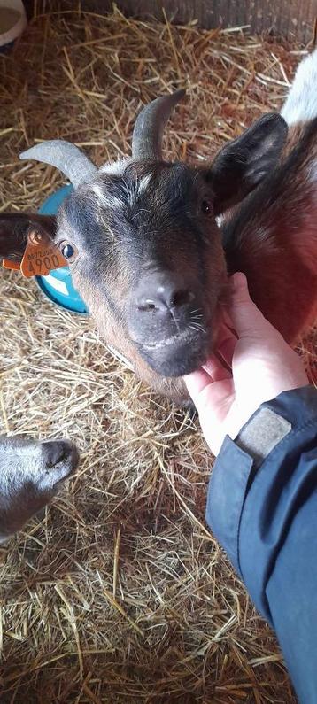 2 miekes beschikbaar voor biedingen