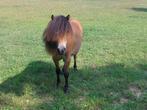 Mooie shetlander ruin 1 jaar., Dieren en Toebehoren, Ruin, 0 tot 2 jaar, A pony (tot 1.17m), Onbeleerd