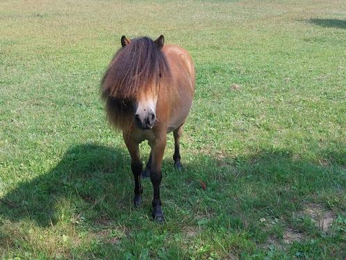 Mooie shetlander ruin 1 jaar., Dieren en Toebehoren, Pony's, Ruin, Onbeleerd, A pony (tot 1.17m), Recreatiepony, 0 tot 2 jaar