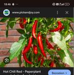 Verschillende soorten peppers plantjes gezocht in de buurt, Tuin en Terras, Planten | Tuinplanten, Ophalen of Verzenden