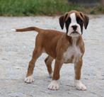 Boxer pups, Dieren en Toebehoren, Honden | Bulldogs, Pinschers en Molossers, België, Overige rassen, CDV (hondenziekte), 8 tot 15 weken