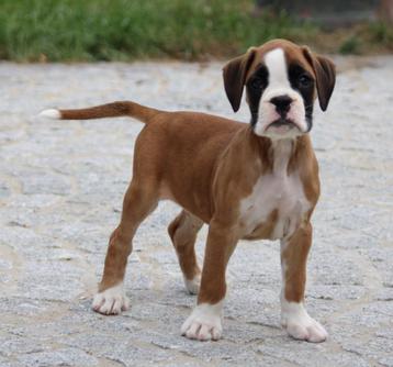 Boxer pups beschikbaar voor biedingen