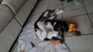 Engelse cocker pups grootgebracht in huis tss 5 poezen  beschikbaar voor biedingen