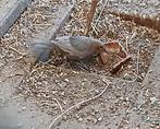 Merel pop mutatie, Dieren en Toebehoren, Vogels | Overige Vogels, Vrouwelijk, Wildzangvogel, Geringd