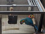 Tamme baby blauw gele ara, Dieren en Toebehoren