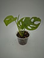 Monstera adansonii, Ophalen of Verzenden