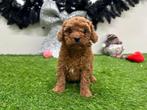 Portée de chiots Cavapoo (F2), Animaux & Accessoires, Plusieurs, Parvovirose, Belgique, Plusieurs animaux