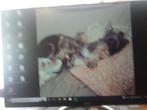 n prima All in one PC, Ophalen, Zo goed als nieuw