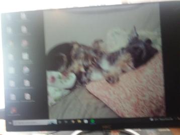  n prima All in one PC  beschikbaar voor biedingen