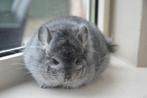 chinchilla standaard Angora bok, Mannelijk, Chinchilla