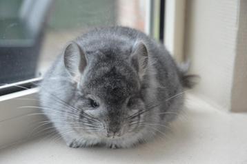 chinchilla standaard Angora bok beschikbaar voor biedingen