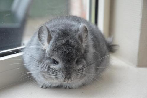 chinchilla standaard Angora bok, Dieren en Toebehoren, Knaagdieren, Mannelijk, Chinchilla