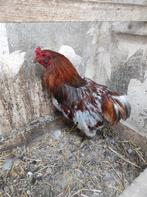 Araucana haan, Dieren en Toebehoren