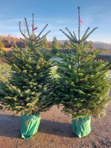 Kerstbomen: Nordman, fijnspar (grote bomen) beschikbaar voor biedingen