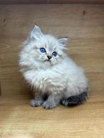 Siberische kittens ( Neva masquerade) hypoallergenne, Dieren en Toebehoren, Kater, Gechipt, 0 tot 2 jaar