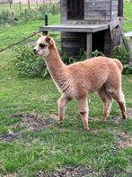 Alpaca merry veulens, Dieren en Toebehoren, April, Vrouwelijk