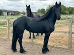 Friezen en haflingers, Dieren en Toebehoren, Paarden, Hengst, Onbeleerd