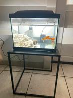 Aquarium met 4 vissen met tafel 40€, Ophalen of Verzenden, Zo goed als nieuw