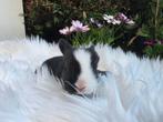 Prachtige raszuivere Minilops, Dieren en Toebehoren, Konijnen