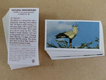 Natural Neighbours complete set 40 chromos Brooke Bond 1992 beschikbaar voor biedingen
