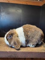 Super mooi koppeltje nederlandse dwerg hangoortjes bo, Dieren en Toebehoren, Konijnen
