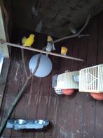 Kanarie, Dieren en Toebehoren