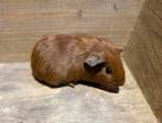 Cavia beertje, Dieren en Toebehoren, Cavia, Mannelijk, Juli, Tam