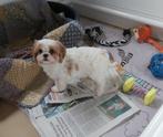 Cavapoo teefje zoekt een gouden mandje, Dieren en Toebehoren, Honden | Retrievers, Spaniëls en Waterhonden, België, Fokker | Hobbymatig