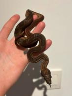 0.1 Hypo Motley Boa Constrictor Imperator, Dieren en Toebehoren, Slang, Tam, 0 tot 2 jaar