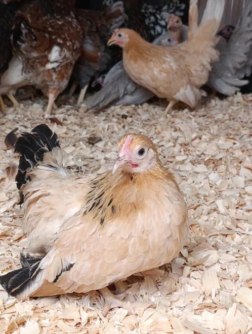 chabo krielen en vele andere rassen ACTIE 4+1 GRATIS, Dieren en Toebehoren, Pluimvee, Kip, Vrouwelijk
