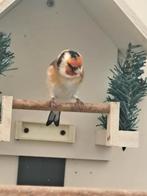 Onverwant koppel wildkleur Major putters., Dieren en Toebehoren, Vogels | Overige Vogels