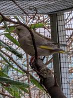 Groenvinken, Dieren en Toebehoren, Meerdere dieren