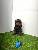 Cockapoo pups, Dieren en Toebehoren, Honden | Niet-rashonden, Meerdere, Meerdere dieren, Middel, Buitenland