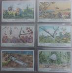 Liebig "de bouwkunst van spinnen", Verzamelen, Foto's en Prenten, Ophalen of Verzenden, Zo goed als nieuw, Dier, Prent