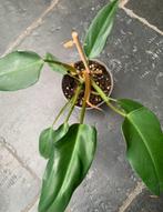Philodendron Mexicanum, Maison & Meubles, Plantes d'intérieur, Enlèvement ou Envoi