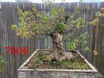 Bonsai, Ophalen, Zo goed als nieuw