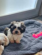 2 prachtige shih-tzu pups, Dieren en Toebehoren, België, Fokker | Hobbymatig, 8 tot 15 weken, Meerdere