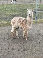 Appalousa hengstje, Dieren en Toebehoren, Mei, Mannelijk