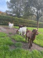 3 boerengeiten en 2 Kalehari red geiten, Dieren en Toebehoren, Vrouwelijk, Geit, 0 tot 2 jaar