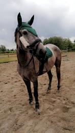 Prachtige merrie, Dieren en Toebehoren, Paarden, Springpaard, B, 7 tot 10 jaar, 160 tot 165 cm