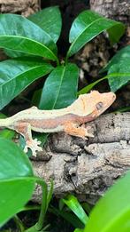 Gecko a crete wimpergecko crested gecko lilly white, Dieren en Toebehoren, Reptielen en Amfibieën