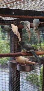 Kakariki 25 mannen gezoomd, Dieren en Toebehoren, Vogels | Parkieten en Papegaaien, Mannelijk, Parkiet, Geringd