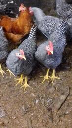2 Fokhanen Amrock, Dieren en Toebehoren, Pluimvee