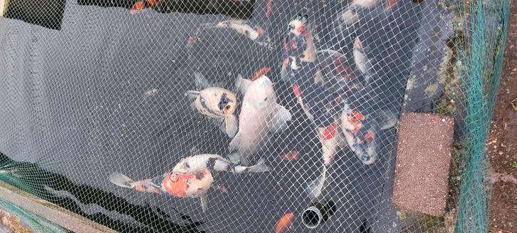 Grote koi, Dieren en Toebehoren, Vissen | Vijvervissen, Karper of Koi