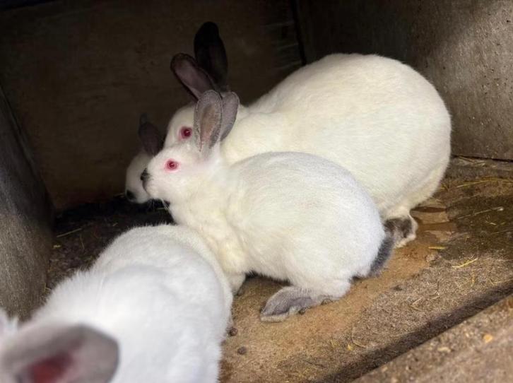 Lapin, Dieren en Toebehoren, Konijnen, Groot, Meerdere dieren, 0 tot 2 jaar